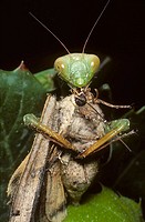 European mantis (Mantis religiosa) eating a large moth