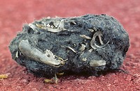 Shrew and mouse bones inside of a Common Barn Owl (Tyto alba) pellet