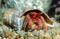 Ocellate Hermit Crab (Paguristes oculatus) in a Red-mouthed Rock Shell(Stramonita haemastoma) shell