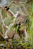 Koala (Phascolarctos cenereus) _ Eating eucalpytus leaves _ Australia _ Range is from southestern Queensland through eastern New South Wales and Victo...