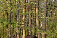 European Beech forest (Fagus sylvatica) in spring. Söderåsen National Park. Skåne, Sweden
