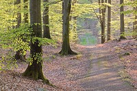 European Beech forest (Fagus sylvatica) in spring. Skåne National Park. Skåne, Sweden