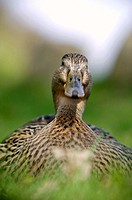 Mallard duck (Anas platyrhynchos). Sweden