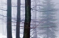 Beech forest in mist (fagus sylvatica). Sweden