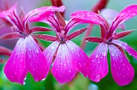 Geranium flowers in garden with raindrops. Ontario