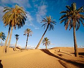 Desert. Tunisia.