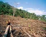Deforestation in the rain forest. Amazon basin. Deforestation Peru.