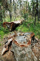 Fallen log of Jarrah, (Eucalyptus marginata), Myrtaceae, Myrtle family. This Jarrah tree is laying in the conserved area around the famous King Jarrah...