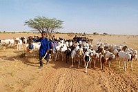 Niger. Tahoua province. Peul nomad camp.