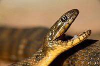 Natrix maura, Viperine Snake. Soneja. Castellón province. Spain.