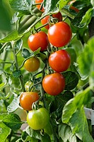 ´Sweet Million´ Cherry Tomatoes (Lycopersicon lycopersicum ´Sweet Million´). McClendon, Bellingham, WA.