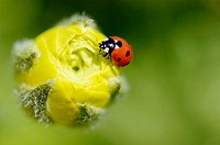 Ladybug on yellow flower bud.
