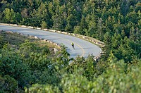 Bicyclist descending through forest on Cadillac Summit Road, Acadia National Park, Maine, USA.