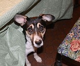 mixed-breed tricolor dog peeking out from under tablecloth in dining room, looking somewhat guilty - part of dining room chair with embroidered seat s...