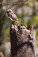 Tawny Owl (Strix aluco). Sachsen, Germany