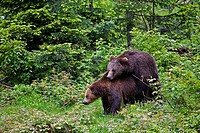 Brown Bear (Ursus arctos). National Park Bavarian forest, Germany