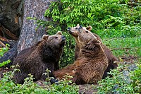 Brown Bear (Ursus arctos). National Park Bavarian forest, Germany