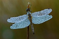 Black darter, (Sympetrum danea), Dragonfly with morning dew. Germany.