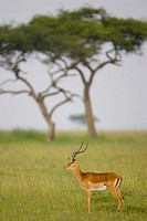 Impala on the Masai Mara plains