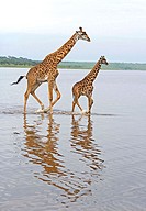 Giraffe (Giraffa camelopardalis). Lake Ndutu, Serengeti, Tanzania