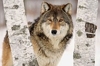 Wolf (Canis lupus), captive in a game farm. Minnesota. USA