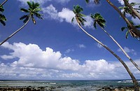 Coco Palm Trees, Taveuni, Fiji Islands, South Pacific
