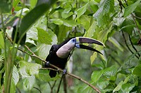 Red-billed Toucan (Ramphastos tucanus). Tambopata rainforest. Amazonia basin. Peru