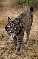 Pardel Lynx or Iberian Lynx (Lynx pardina). UK. Endangered. Very similar to Lynx as distinguished by smaller size and heavier and smaller spots and mo...