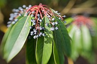 Yuzuri-ha fruit & foliage, blur effect (Daphniphyllum macropodum). VanDusen, Vancouver, BC.