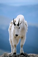 A mountain goat poses atop a rocky outcrop at over 14,000´ on Mt. Evan´s summit in Colorado, USA.