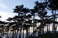 Golden Gate National Recreation Area. Point Lobos. Monetery Cypresses. San Francisco. California. USA.