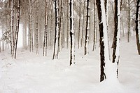 Snowy wood. Sierra de Codés. Navarra. Spain.