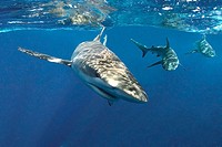 Galapagos sharks (Carcharhinus galapagensis), Oahu, Hawaii