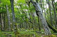 Lenga (Nothofagus pumilio) forest. Patagonia. Argentina.