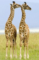 Two newborn Masai Giraffe on the Masai Mara, Kenya