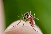 Asian Tiger Mosquito (Aedes albopictus) feeding on human skin, Spain