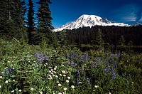 Mt. Rainier with wildflowers in spring, Paradise Park. Washington, USA