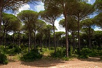 Parque Natural de la Breña y Marismas del Barbate. Caños de Meca. Cadiz province. Andalucia, Spain