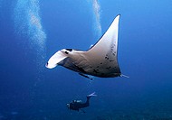 Manta ray (Manta birostris) and scuba dive. Tuamotu archipelago. French Polynesia.