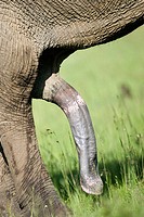 Elephant Penis
