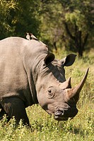 White Rhino with Red-Billed Oxpecker Birds