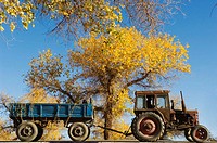 An interesting juxtaposition of a tractor, golden poplar leaves and the brilliant blue sky of Inner Mongolia