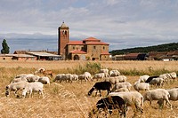Churras sheep herd. San Cristóbal church (XVIIIth century). Villalafuente, Palencia province, Castilla León , Spain.