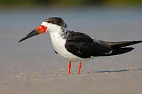 Black Skimmer (Rynchops niger). Florida, USA.