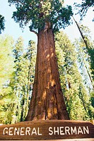 General Sherman tree, largest living tree in the world: size is calculated by the volume inside the tree. Sequoias are wider than coastal Redwoods, bu...
