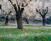 Almond trees in spring on a field  LLeida  Spain 
