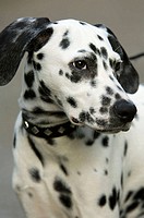 Portrait of a young Dalmatian. Germany