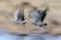 Sandhill-Cranes starting from their sleepingplace to the cornfields in the Bosque del Appache region of New Mexico, one of the places, where sandhill-...