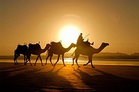 Camels on the beach of Essaouira. Morocco