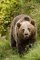 European Bear (Ursus arctos) Picos de Europa. Spain.